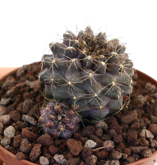 Copiapoa humilis succulent cactus with dark purple body and sharp spines in pot