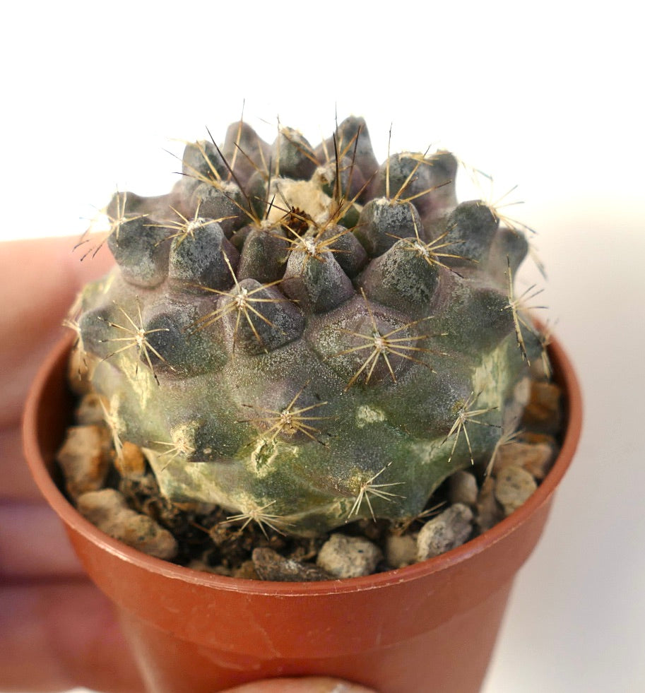 Copiapoa humilis rare succulent cactus with dark purple tubercles and sharp spines in pot