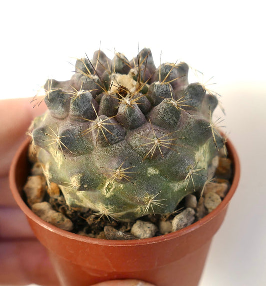 Copiapoa humilis rare succulent cactus with dark purple tubercles and sharp spines in pot