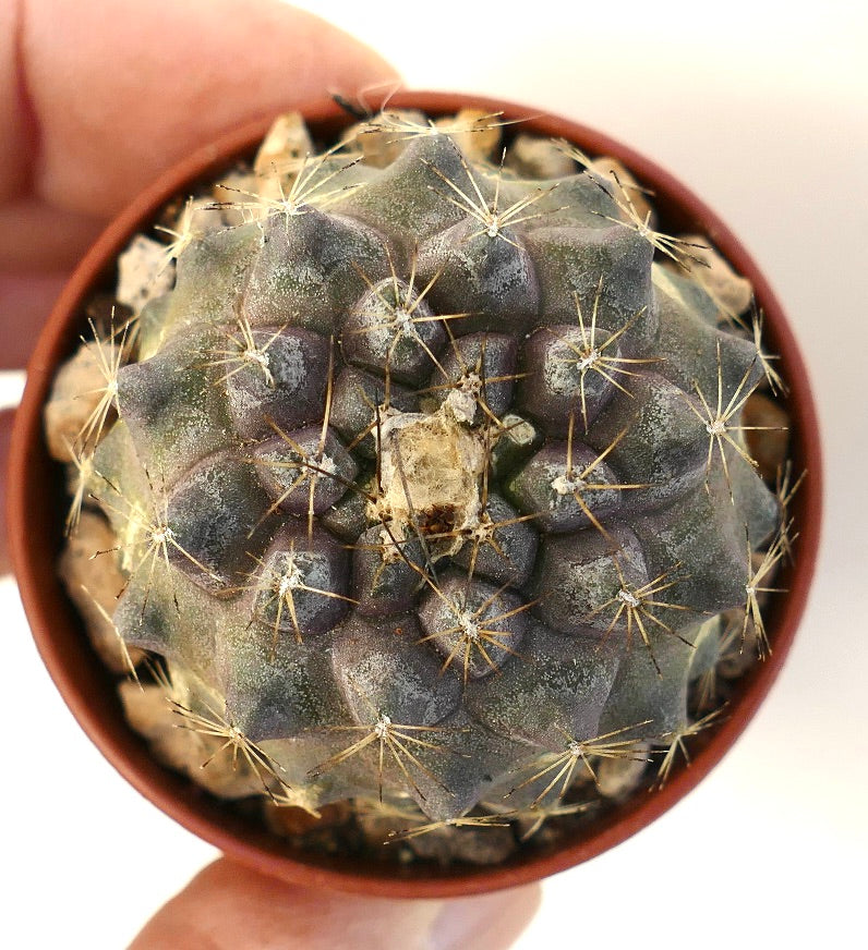 Copiapoa humilis small round cactus with gray-green tubercles and thin spines in pot