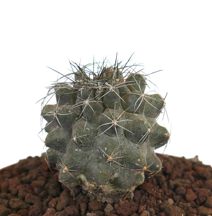 Copiapoa humilis succulent cactus with dark green ribbed body and long thin spines