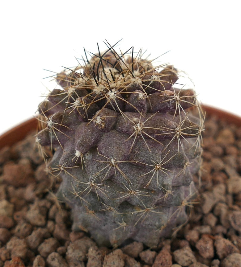 Copiapoa humilis vetplant cactus met donkere doorns en een getextureerd paars lichaam in pot