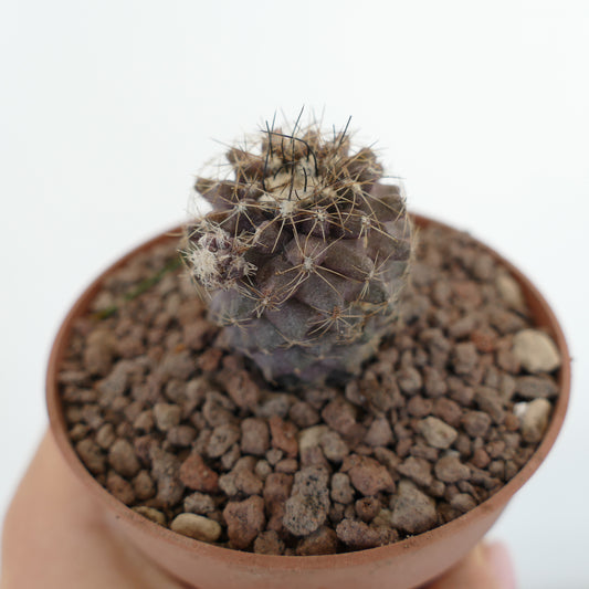 Copiapoa humilis small purple cactus with golden and black spines in pot