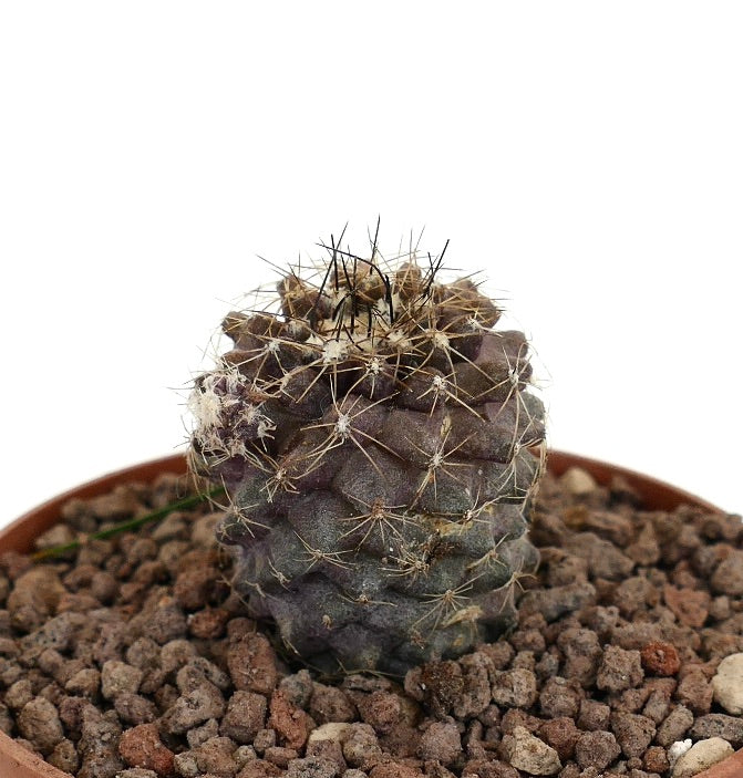 Copiapoa humilis zeldzame vetplant cactus met grijze stam en zwarte stekels in pot