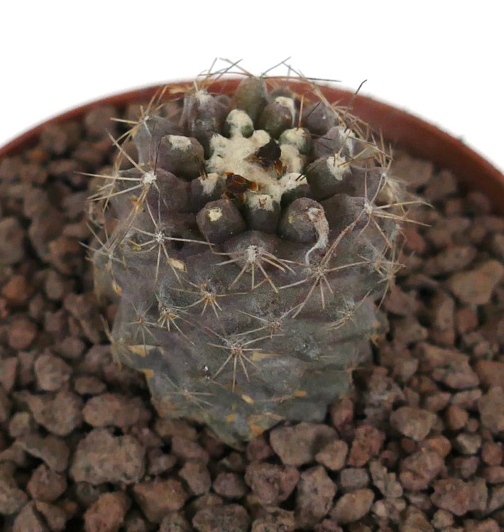 Cactus suculento Copiapoa humilis con ápice lanoso y espinas afiladas en maceta