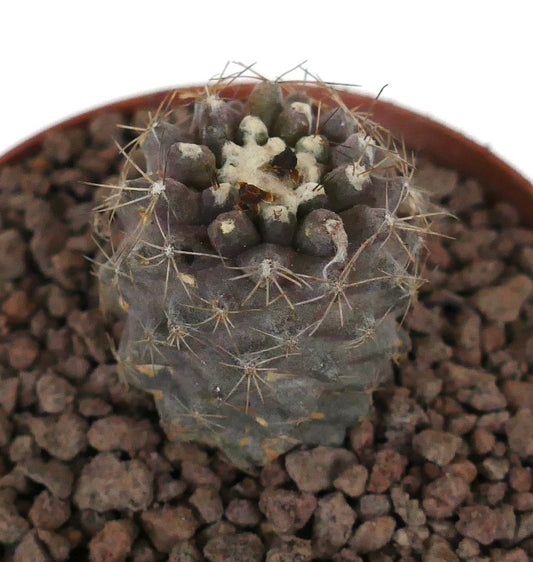 Copiapoa humilis succulent cactus with woolly apex and sharp spines in pot