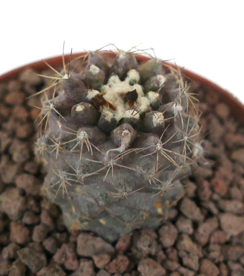 Copiapoa humilis pequeño cactus suculento con ápice lanoso y espinas delgadas en maceta