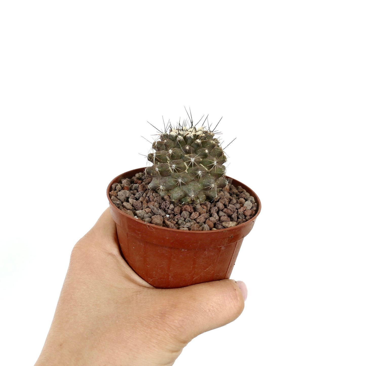 Kleiner Sukkulenten-Kaktus Copiapoa humilis mit grauem Körper und dünnen Dornen im Topf