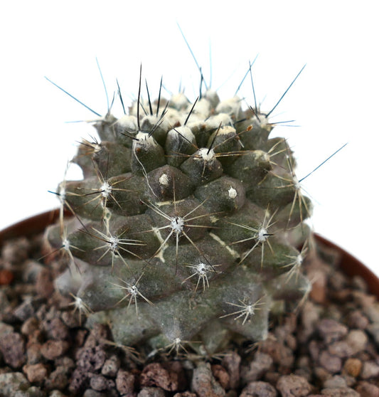 Copiapoa humilis succulent cactus with gray body and thin sharp spines in pot