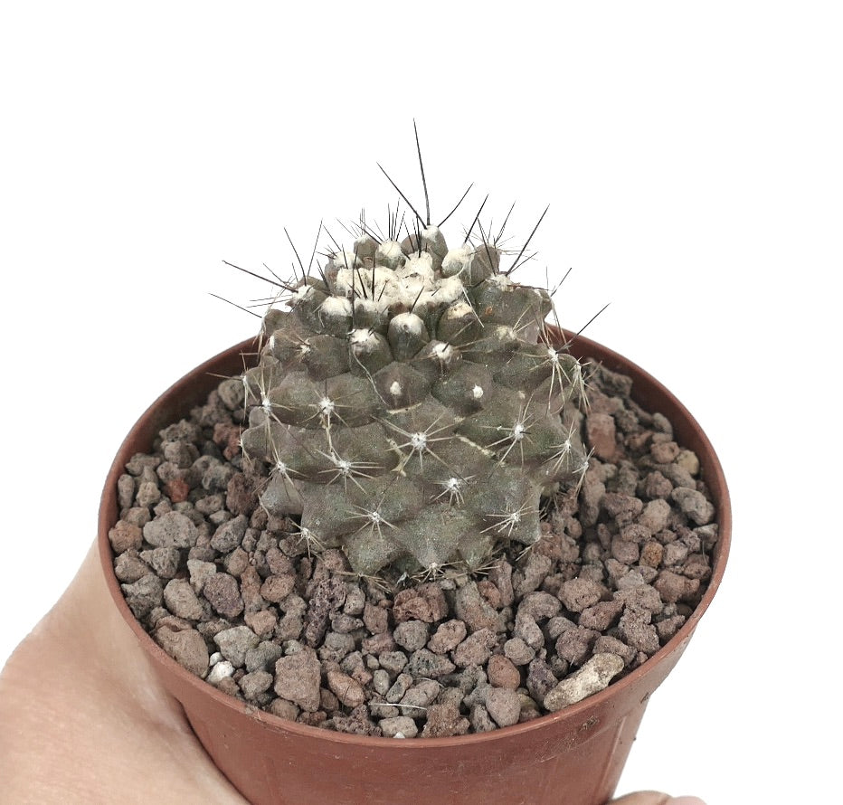 Kleine Copiapoa humilis Sukkulente mit grauem Körper und dünnen Stacheln im Topf