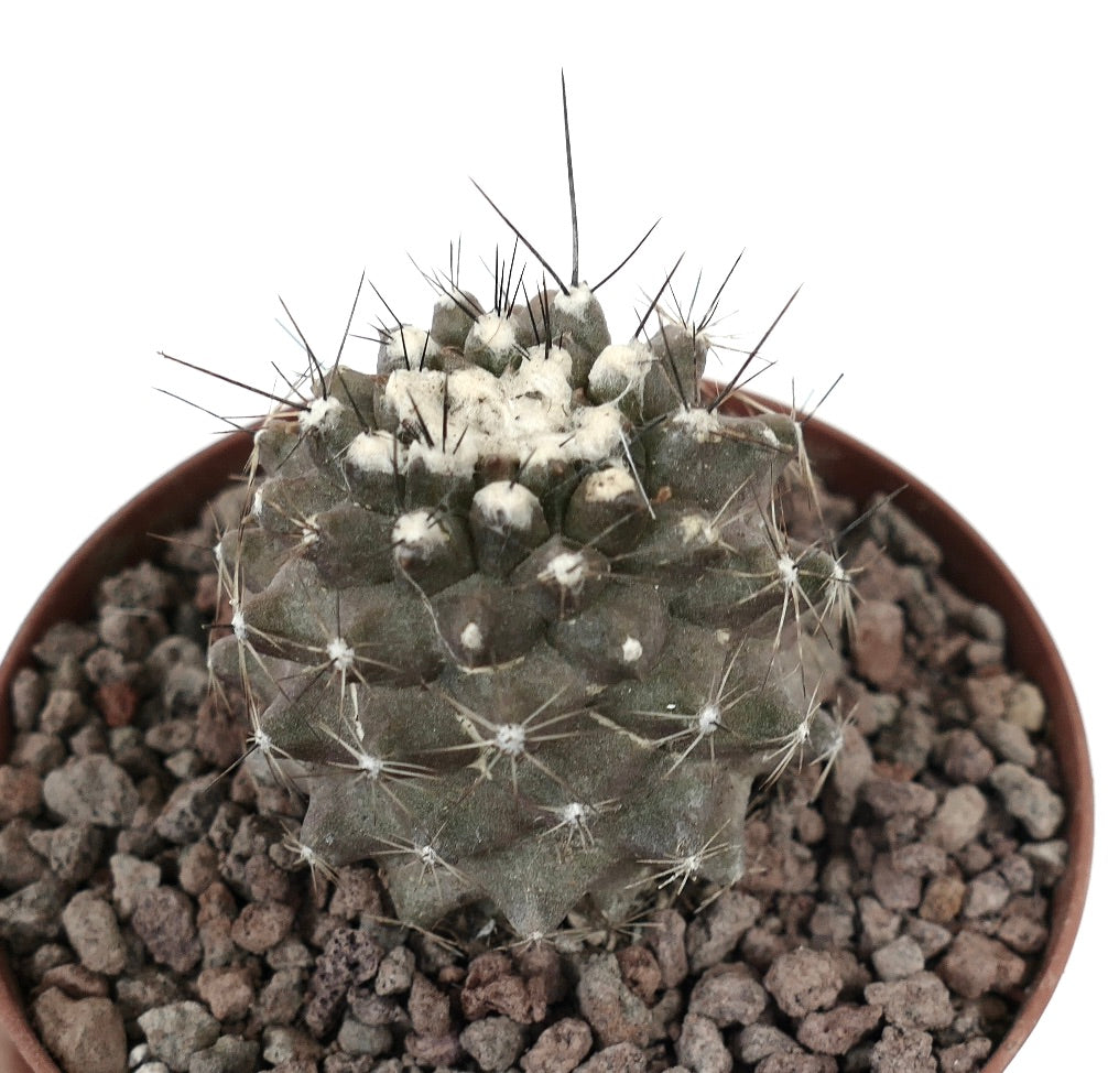 Kleiner Sukkulenten-Kaktus Copiapoa humilis mit grauem Körper und dünnen Stacheln im Topf