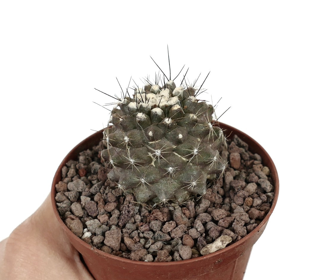 Kleine sukkulente Copiapoa humilis Kaktee mit grauem Körper und dünnen Stacheln im Topf