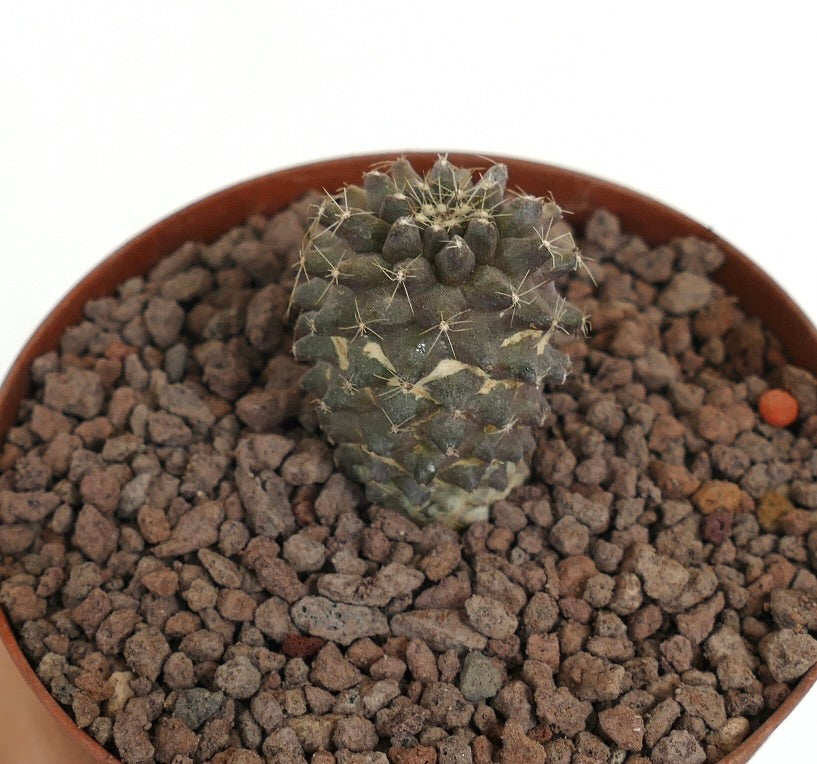 Copiapoa humilis x Copiapoa tenuissima piccolo raro cactus con spine e corpo verde texturizzato