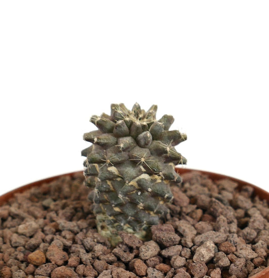Copiapoa humilis x copiapoa tenuissima liten sjelden sukkulent kaktus med knølet stengel og tynne pigger
