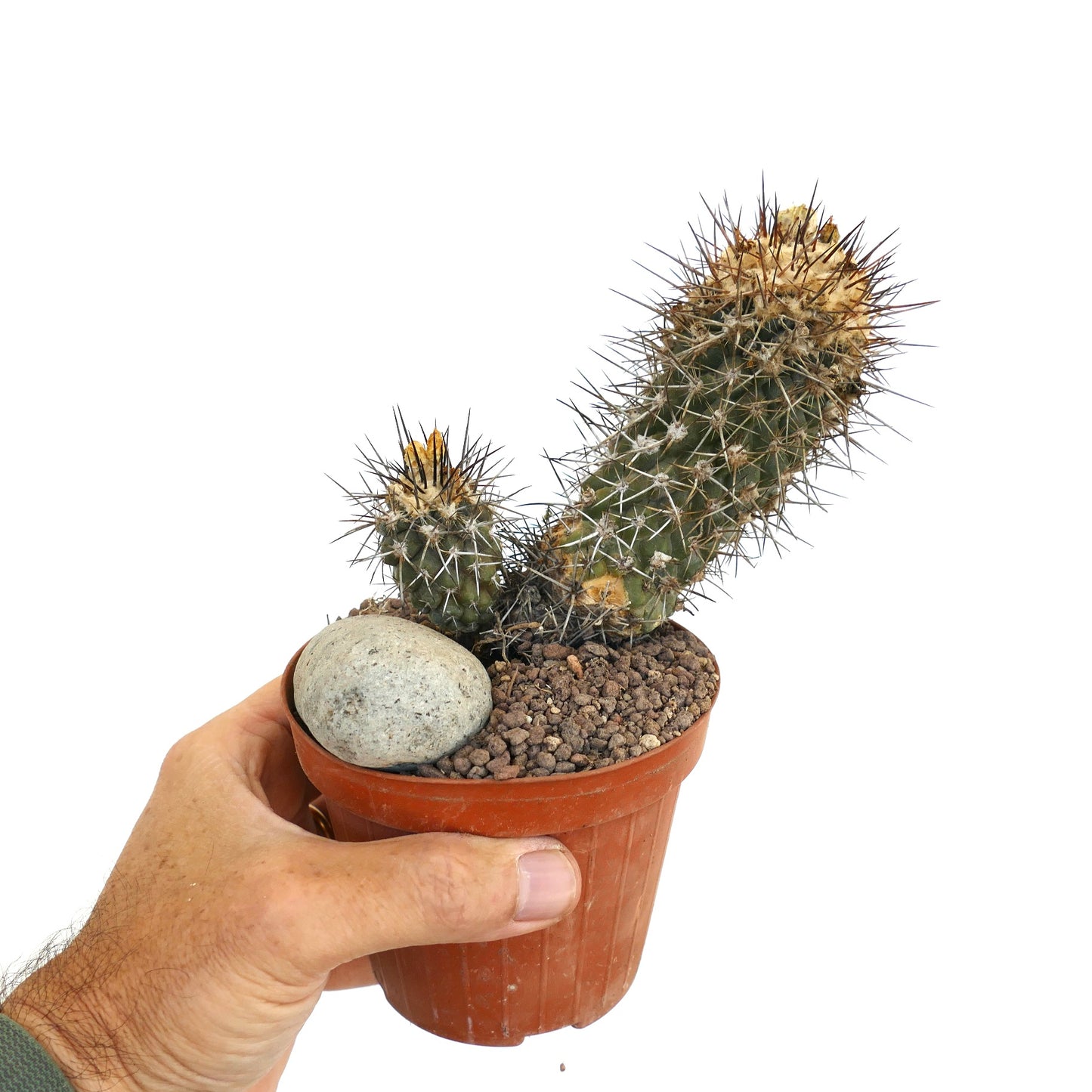 Copiapoa humilis OLD SPECIMEN 33A3