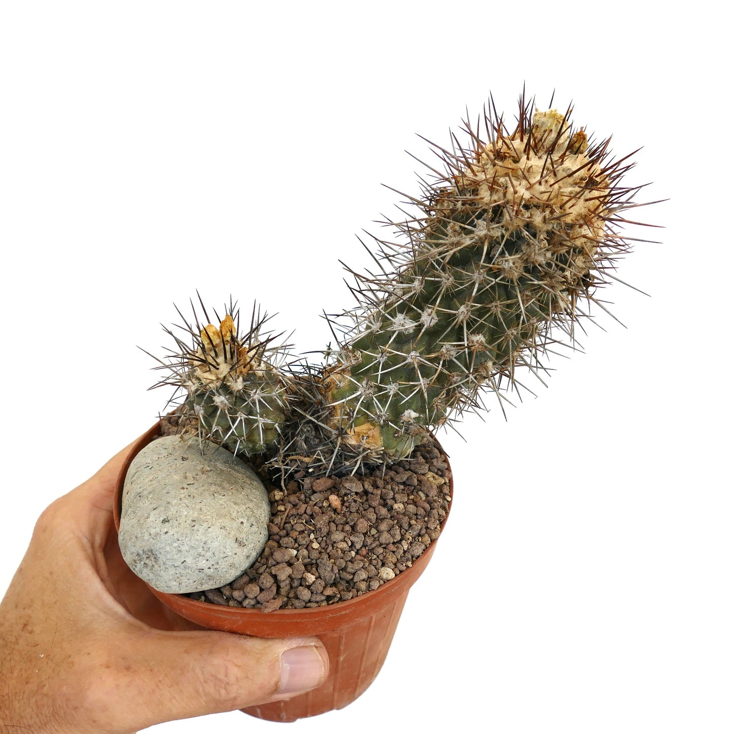 Copiapoa humilis OLD SPECIMEN 33A3