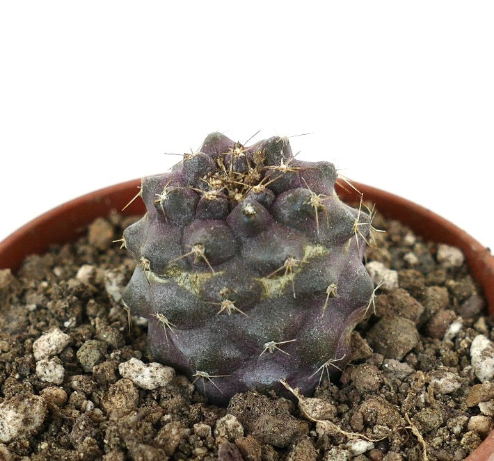 Copiapoa humilis liten lilla sukkulent kaktusplante med korte torner i jord