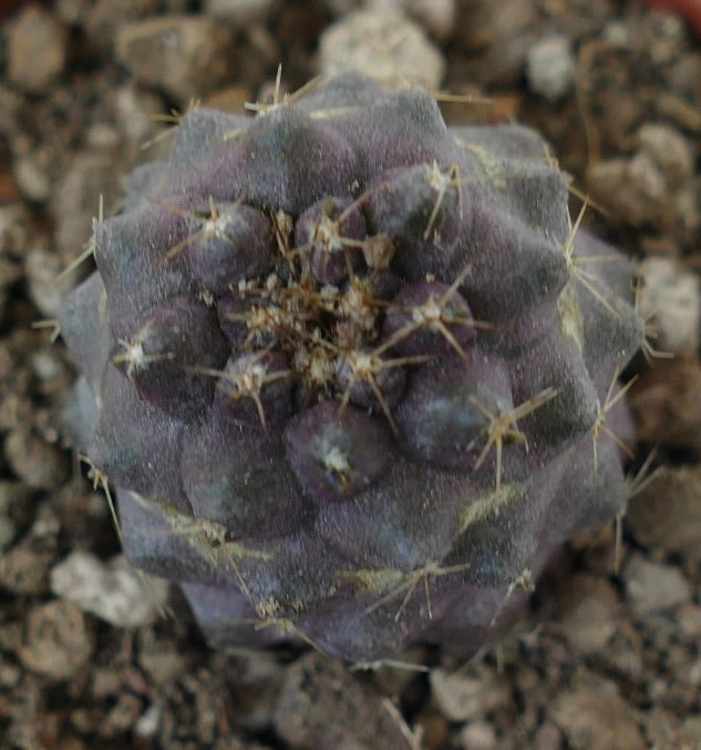 Copiapoa humilis liten lilla sukkulent kaktus med korte pigger og avrundede knuter
