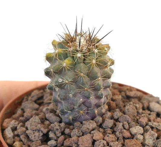 Copiapoa humilis small variegated cactus with spines and green-purple stem in pot