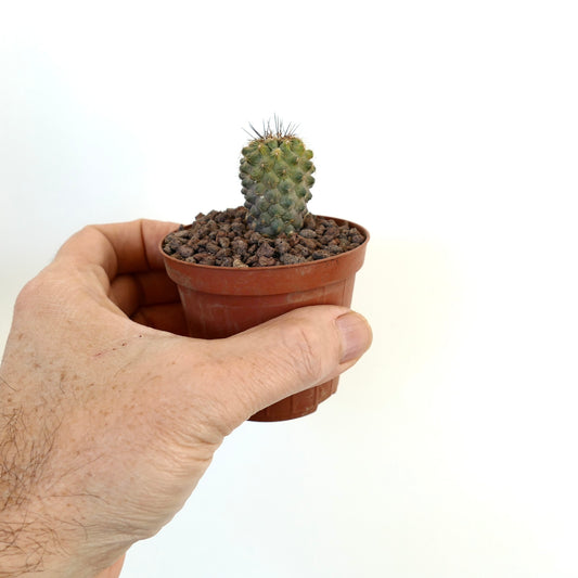 Copiapoa humilis small green cactus with short spines in a brown pot held by hand