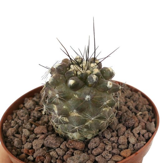 Copiapoa humilis rare succulent cactus with thin dark spines and rounded tubercles in pot
