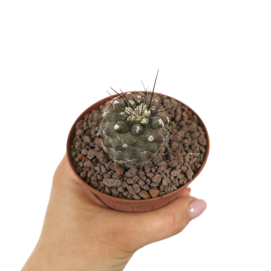 Copiapoa humilis small succulent cactus with thin black spines in brown pot held by hand