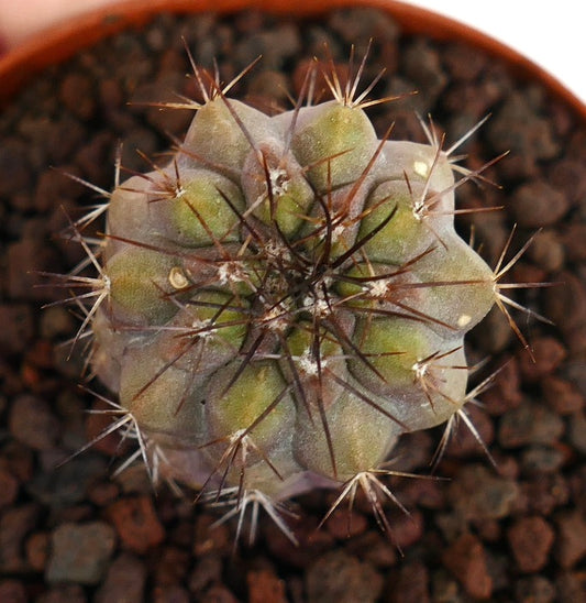 Copiapoa humilis X Copiapoa cinerea Sukkulente Kakteepflanze mit braunen Dornen und abgerundeten Rippen
