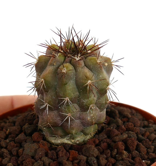 Kleiner Sukkulenten-Kaktus Copiapoa humilis X Copiapoa cinerea mit braunen Stacheln und strukturierter Oberfläche