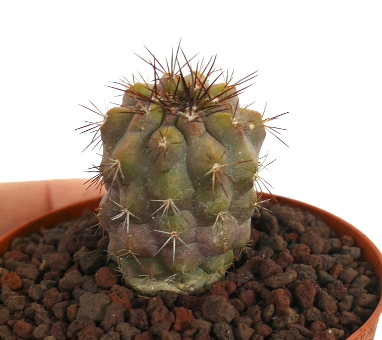 Petit cactus Copiapoa humilis X Copiapoa cinerea avec des épines brunes et une tige verte texturée