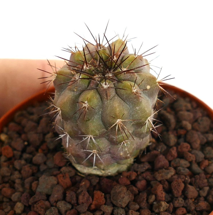 Petit cactus succulent Copiapoa humilis X Copiapoa cinerea avec des épines brunes et un corps vert texturé