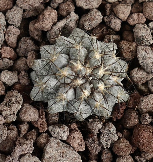 Copiapoa humilis X Copiapoa cinerea vetplant cactuszaailing met grijsachtig lichaam en scherpe stekels