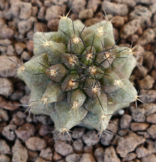 Copiapoa humilis X Copiapoa cinerea Sukkulente Kaktuspflanze mit dichten schwarzen Stacheln und strukturiertem grünem Körper