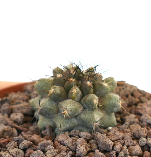 Copiapoa humilis X Copiapoa cinerea pequeno cacto suculento com espinhos pretos densos e corpo verde texturizado