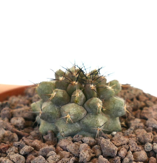 Copiapoa humilis X Copiapoa cinerea kleine sukkulente Kaktee mit dichten schwarzen Stacheln und strukturiertem grünem Körper