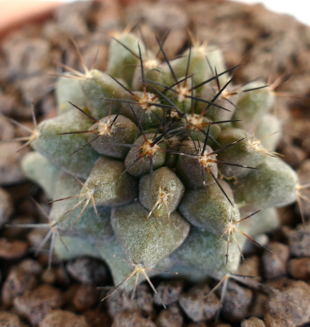 Cacto suculento Copiapoa humilis X Copiapoa cinerea com espinhos densos pretos e castanhos no corpo cinza-esverdeado