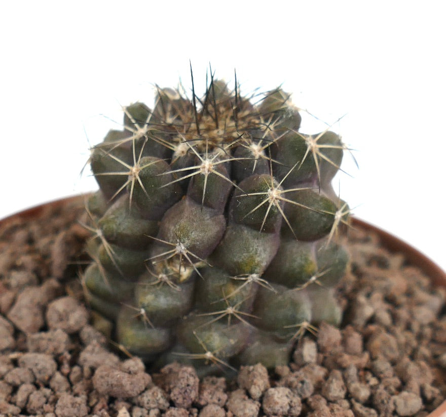 Copiapoa humilis X Copiapoa tenuissima dark green succulent cactus with prominent spines
