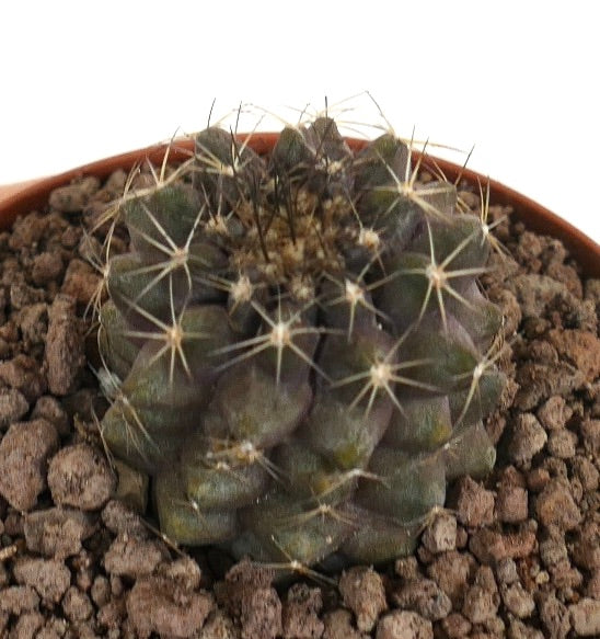 Copiapoa humilis X Copiapoa tenuissima small green succulent cactus with prominent spines in rocky soil