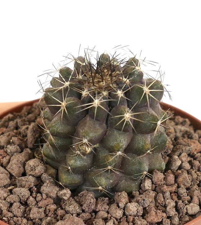 Copiapoa humilis X Copiapoa tenuissima small dark green cactus with long spines and ribbed structure