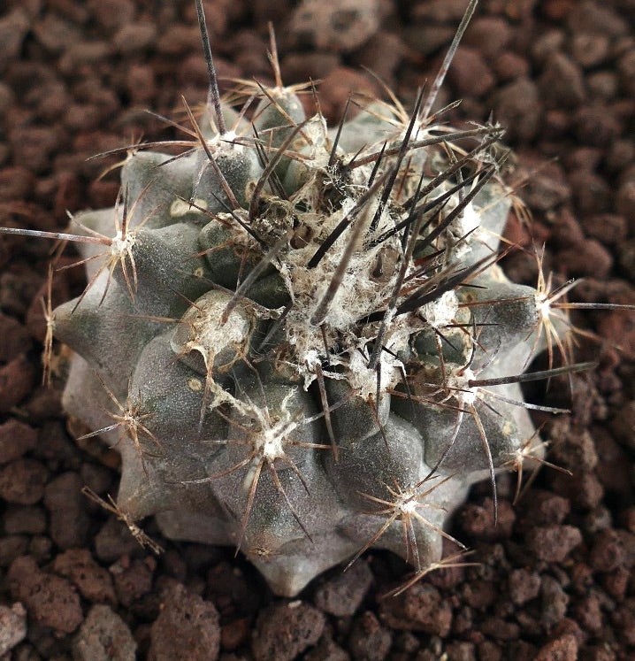 Copiapoa humilis X atacamensis