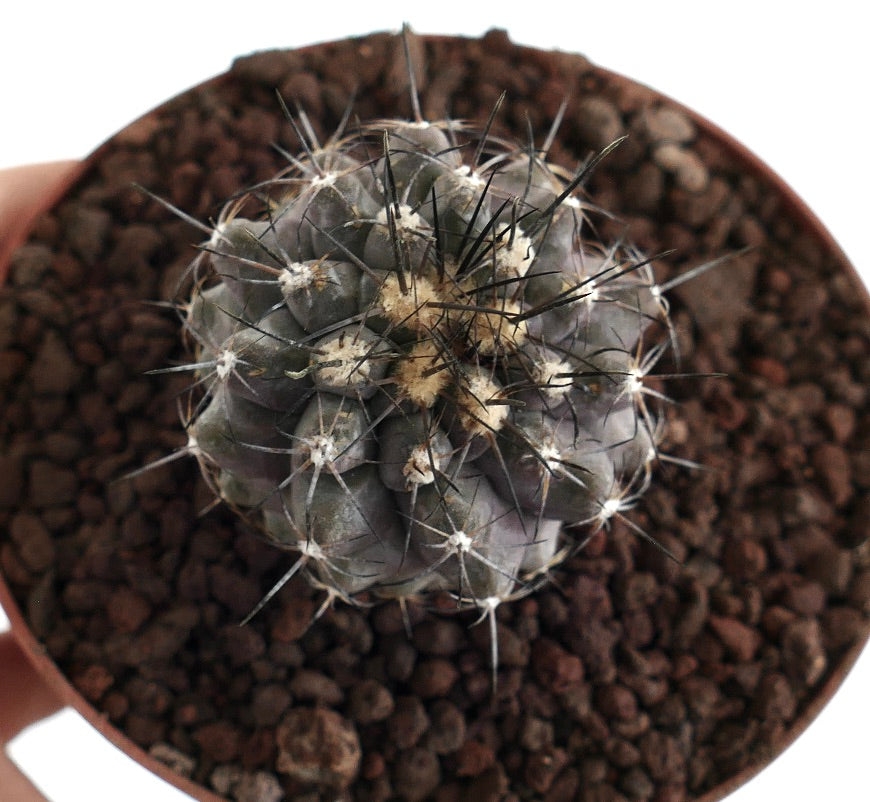 Copiapoa humilis X atacamensis