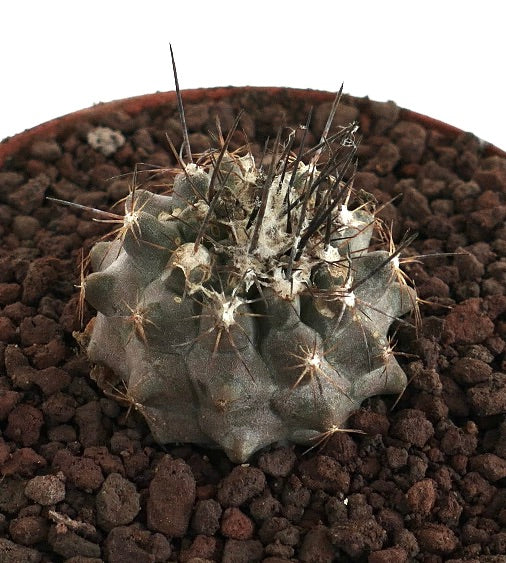 Copiapoa humilis X atacamensis