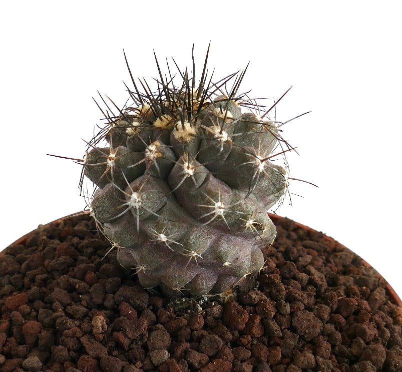 Copiapoa humilis X atacamensis