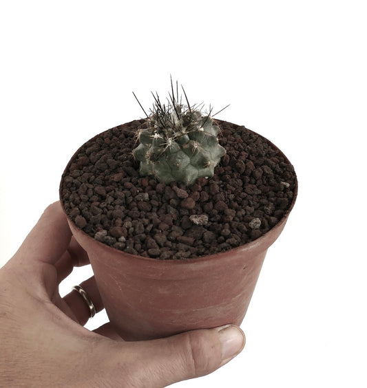 Copiapoa humilis X atacamensis