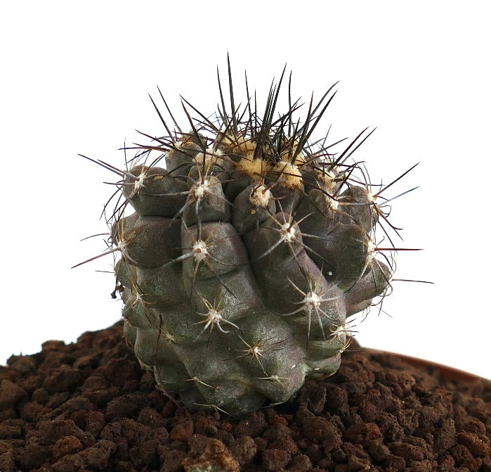 Copiapoa humilis X atacamensis