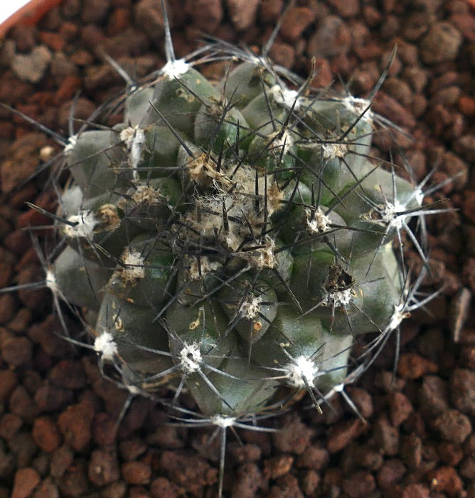 Copiapoa humilis X atacamensis