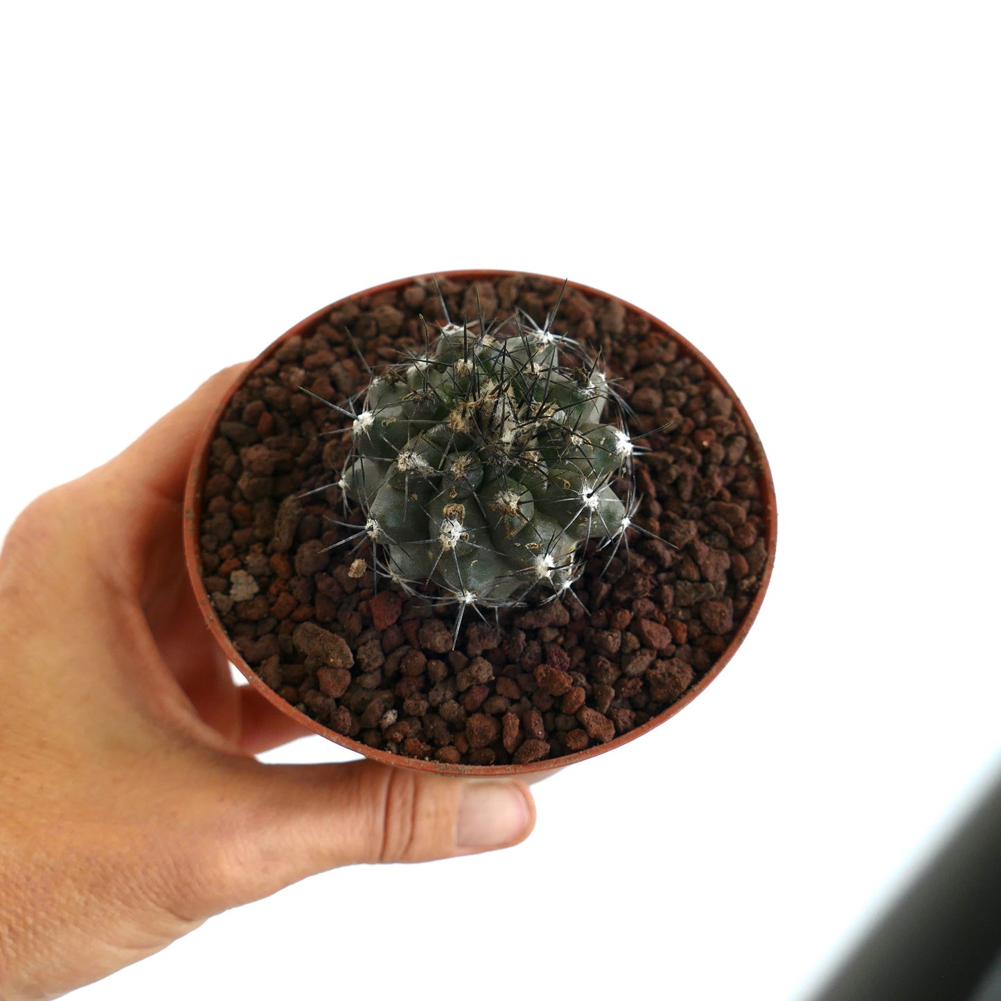 Copiapoa humilis X atacamensis