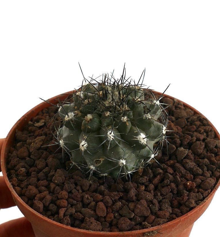 Copiapoa humilis X atacamensis