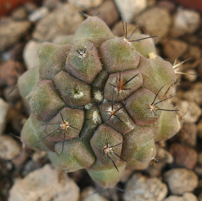 Pequeno cacto suculento redondo Copiapoa humilis X atacamensis com espinhos escuros e superfície texturizada