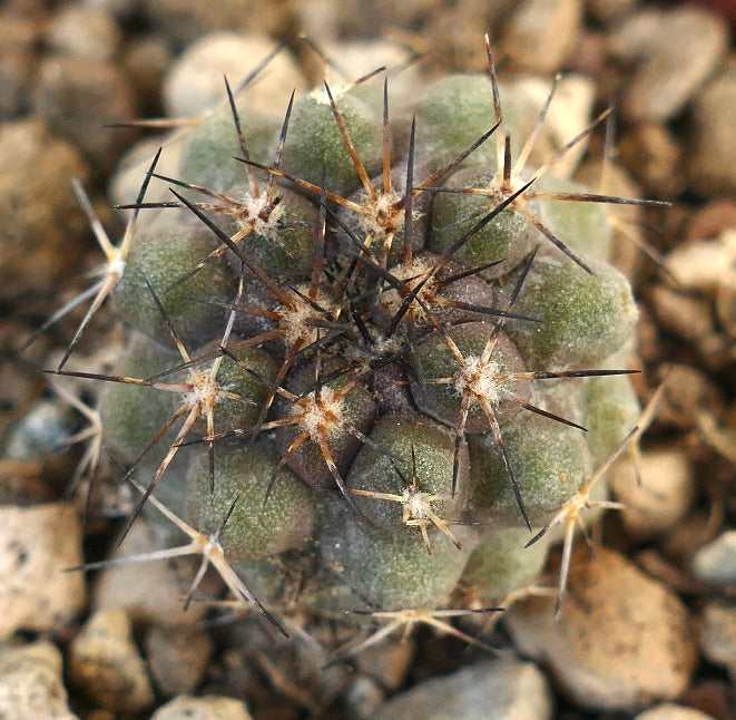 Copiapoa humilis X atacamensis raro cacto suculento com espinhos escuros densos e corpo verde arredondado