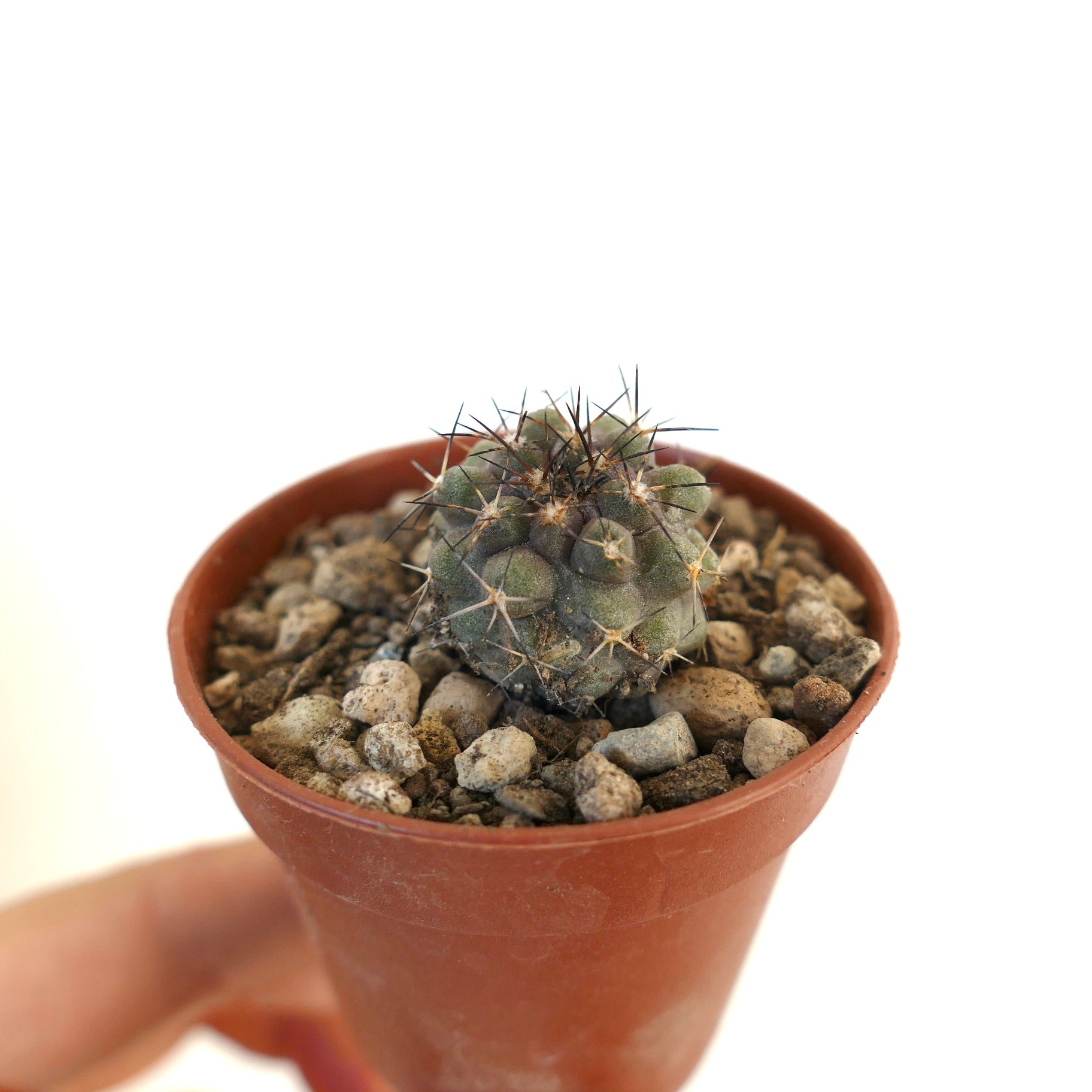Copiapoa humilis X atacamensis pequeno cacto suculento com espinhos escuros em vaso de terracota